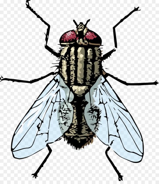 Муха картинка на прозрачном фоне