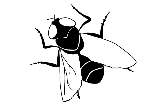 Муха клипарт для детей