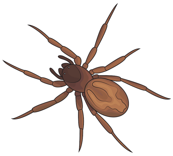 Паук клипарт для детей