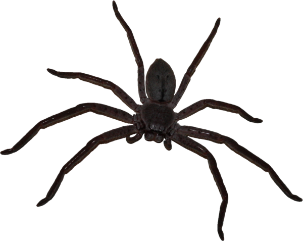Паукообразные без фона