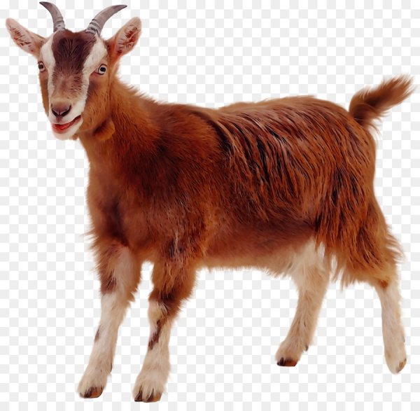 Козел на белом фоне