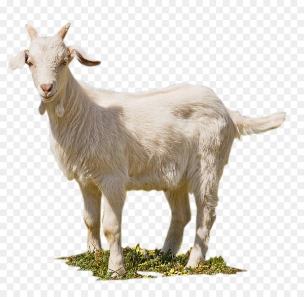Коза на белом фоне