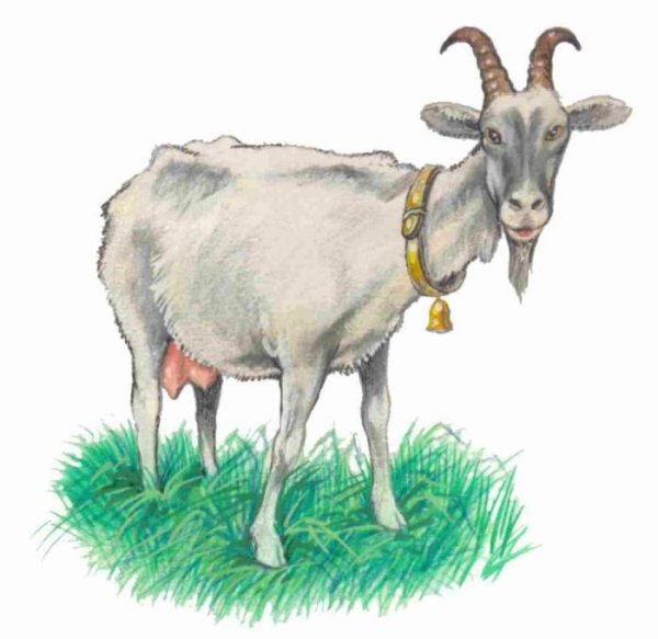 Коза для детей