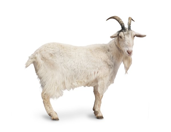 Коза на белом фоне