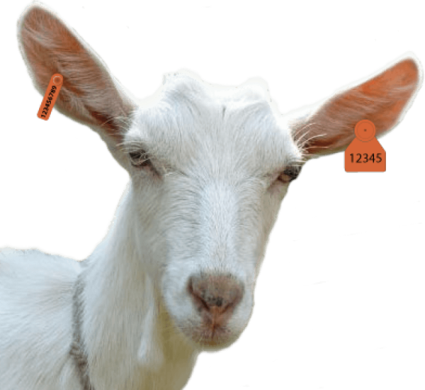 Козочка выглядывает