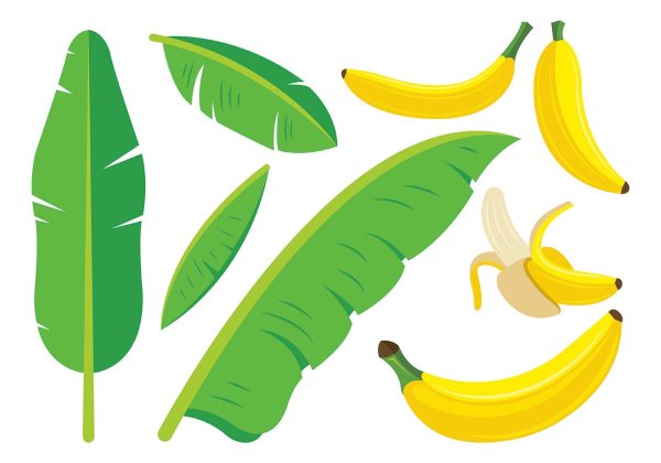 Листья банановой пальмы