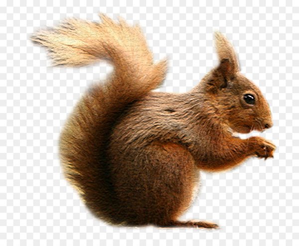 Животные без фона