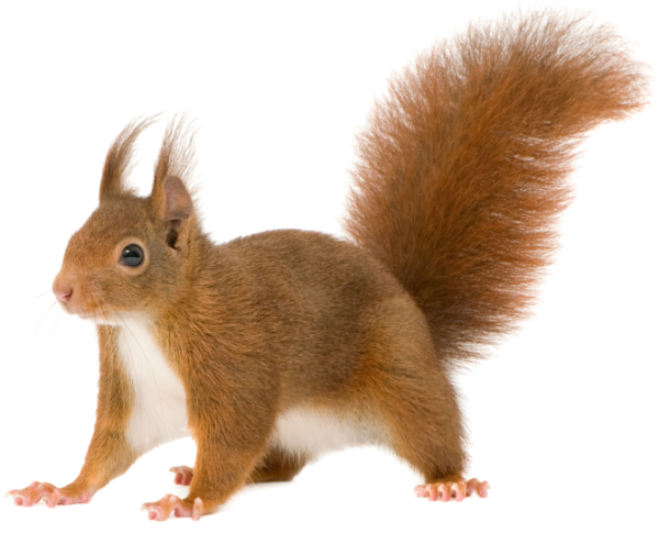 Лесные животные на белом фоне