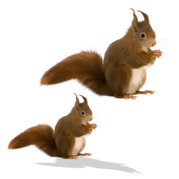 Бельчонок на прозрачном фоне