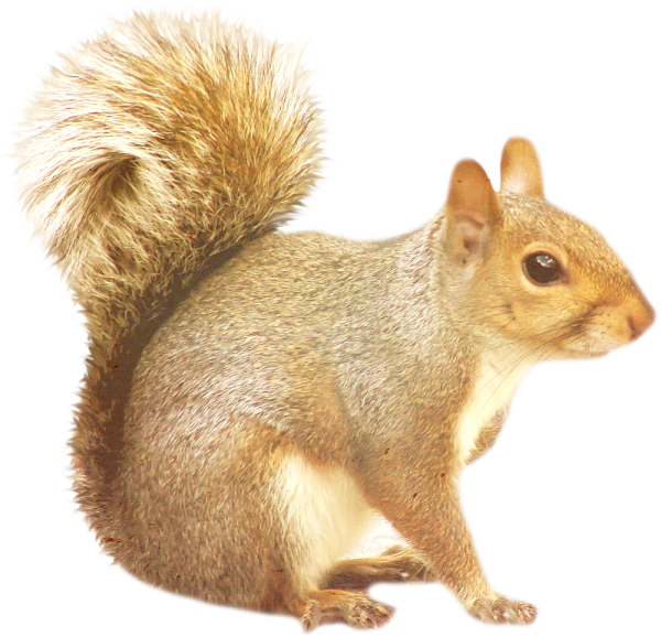 Животные без фона