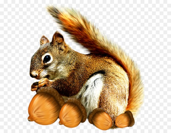 Белка на белом фоне