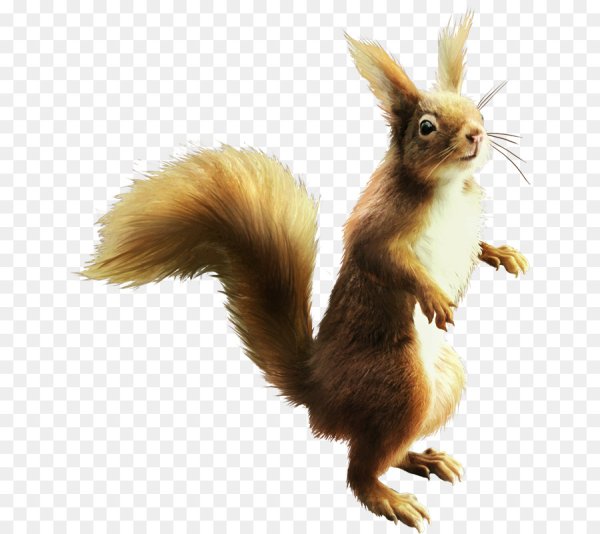 Белочка на прозрачном фоне