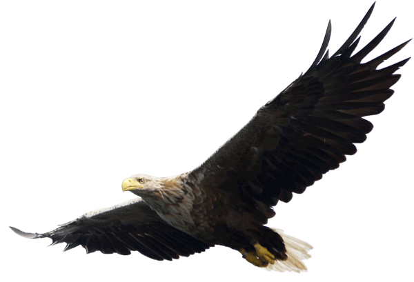 "Белоголовый Орлан"