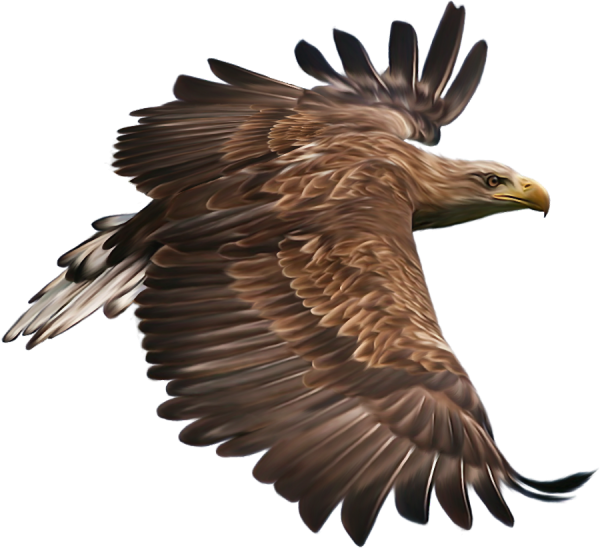 Беркут на белом фоне