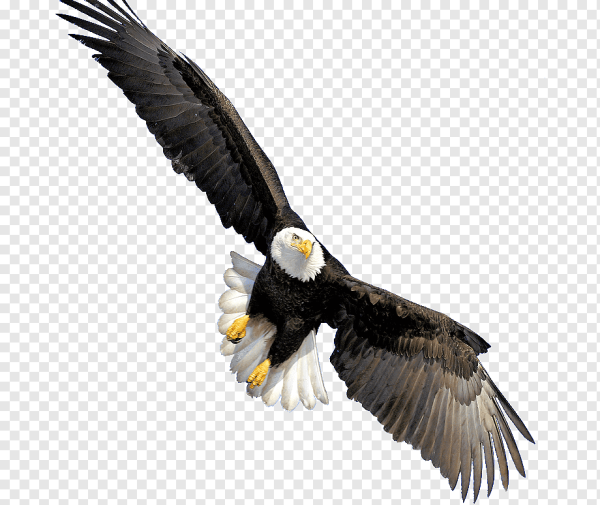 Парящий Орел на белом фоне