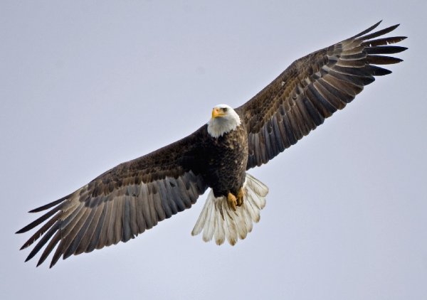 "Белоголовый Орлан"