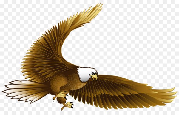 Орел для детей на прозрачном фоне