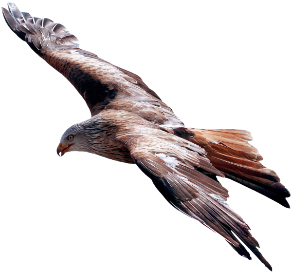 Летающий Орел