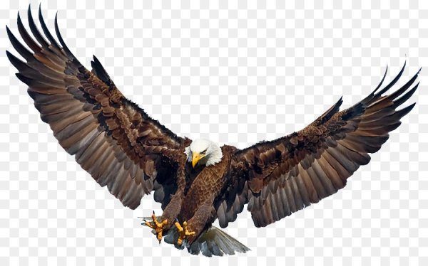 Орел на белом фоне