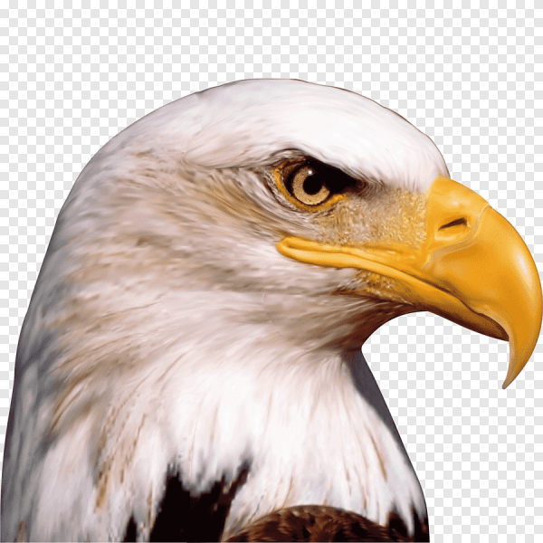 Bald Eagle на белом фоне
