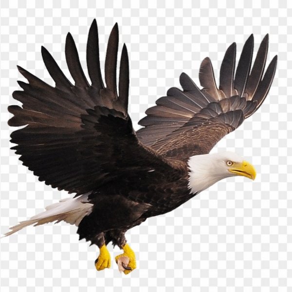 "Белоголовый Орлан"