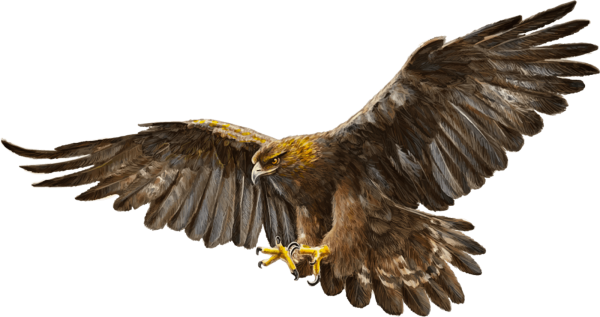 Беркут на белом фоне