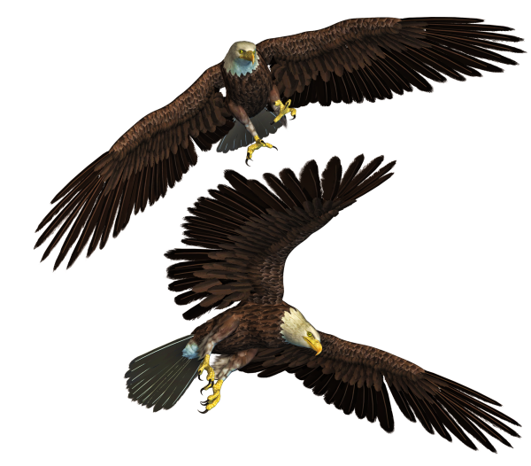 Коршун на белом фоне