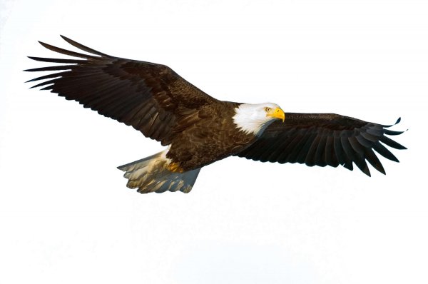 Орел в полете без фона
