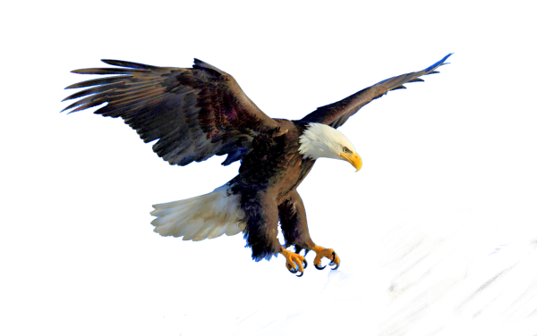 Парящий Орел на белом фоне