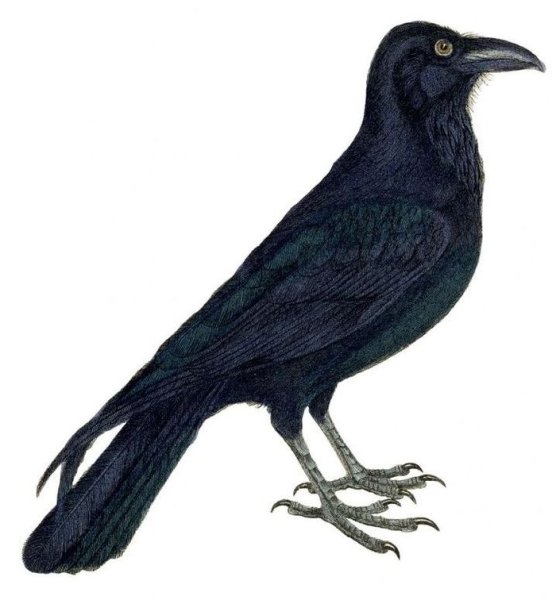 Ворон на белом фоне