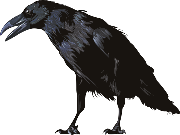 Ворон на белом фоне