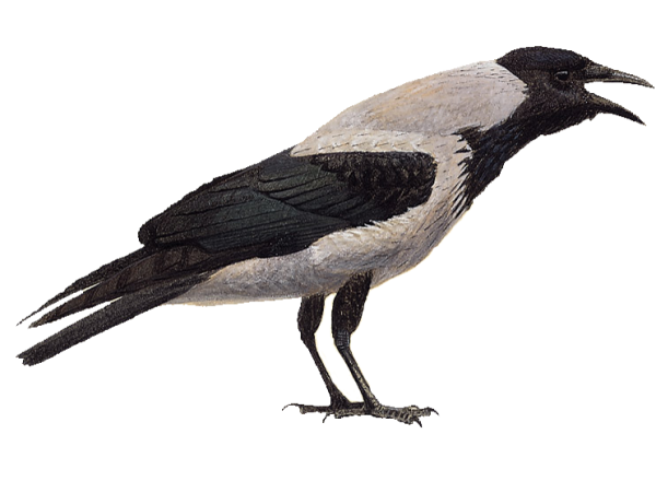 Серая ворона