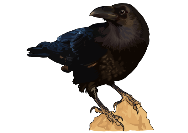 Ворон на белом фоне