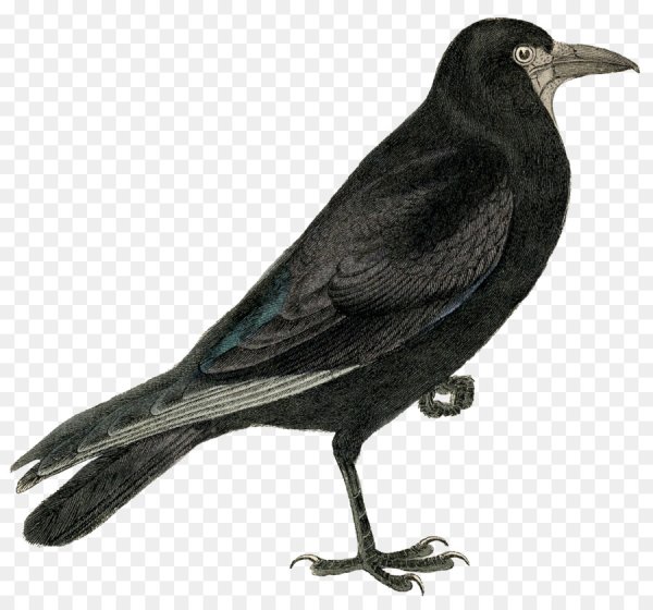 Грач для детей