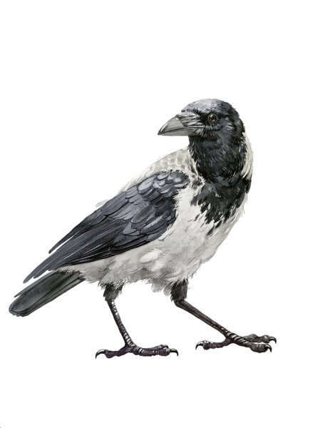Серая ворона на белом фоне