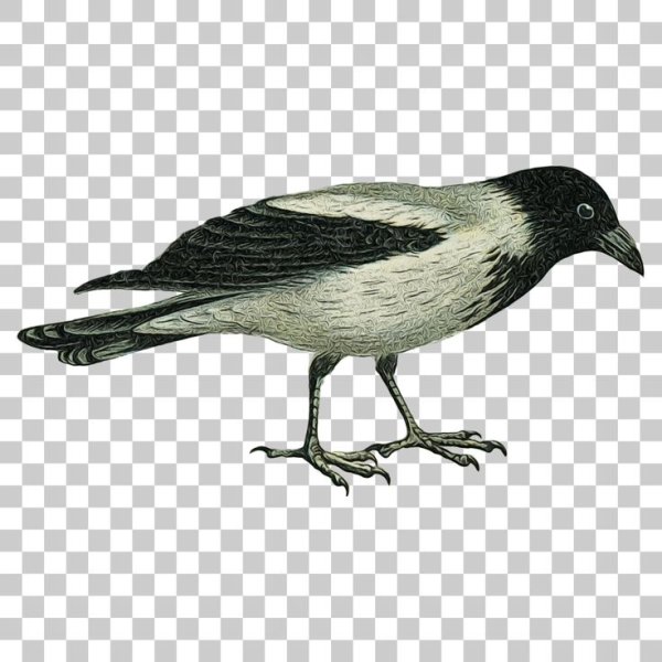 Ворона на прозрачном фоне