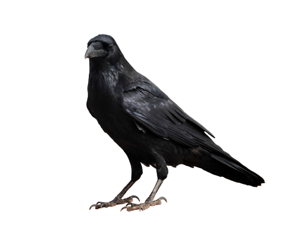 Ворона из мультика