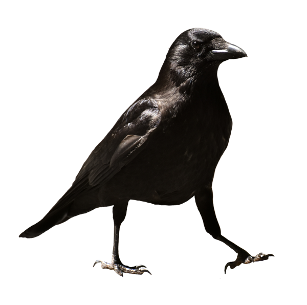 Ворон ворона сорока Галка Грач