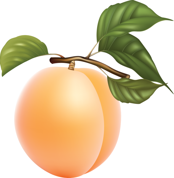 Абрикос вектор