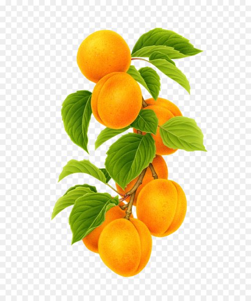 Ботаническая иллюстрация абрикос