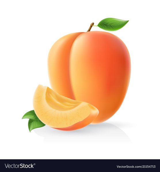 Абрикос вектор