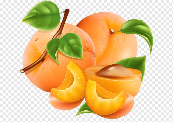 Абрикос вектор