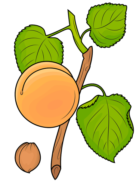 Абрикос вектор