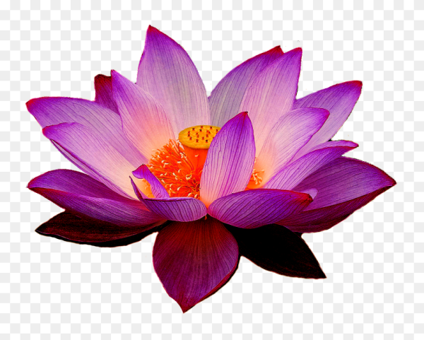 Тайский Лотос