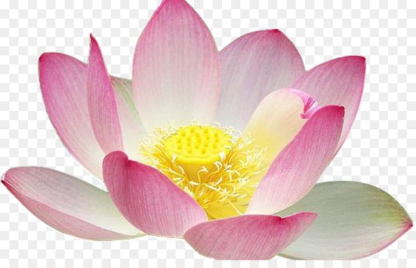 Лотос орехоносный