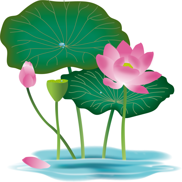 Лотос Фловер вектор