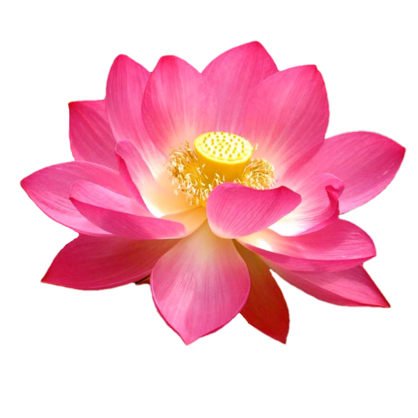 Цветок лотоса на белом фоне