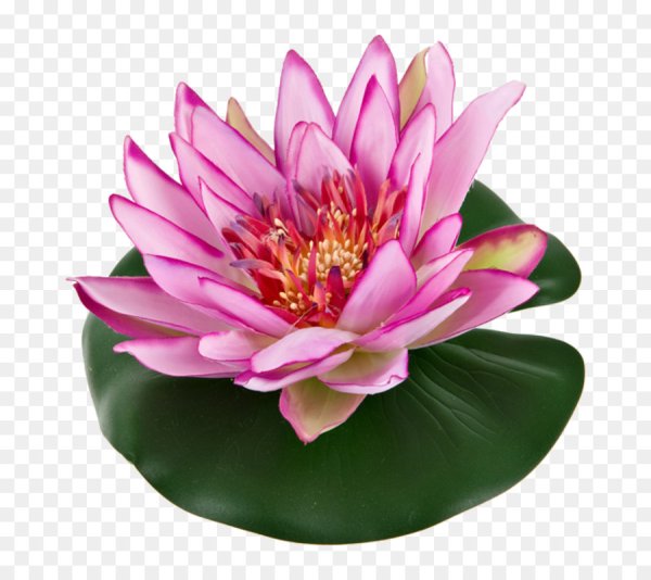 Цветок Nelumbo nucifera водяная Лилия