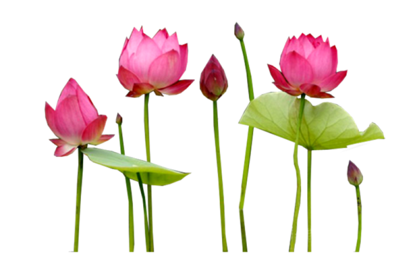 Лотос на прозрачном фоне