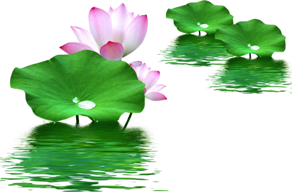 Кувшинка на белом фоне